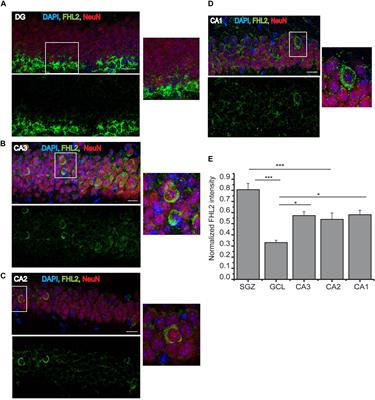 Early Dendritic Morphogenesis of Adult-Born Dentate Granule Cells Is Regulated by FHL2